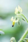 Solanum Laciniatum Flower Stock Photo