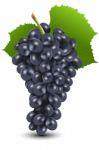 Bunch Of Black Grapes Stock Photo