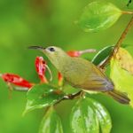 Female Black-throated Sunbird Stock Photo