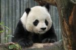 Panda Stock Photo