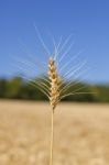 Wheat Grain Stock Photo