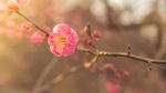 The Sakura Flower Start To Blossom In Japan Park Stock Photo