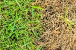 Fresh And Dry Grass Stock Photo