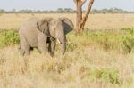 African Elephant In Serengeti National Park Stock Photo