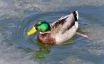 Postcard With A Mallard Swimming In Icy Lake Stock Photo