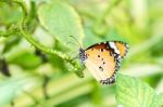 Orange Black Pattern Butterfly On Bunch Stock Photo