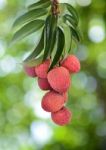 Fresh Lychee On Tree Stock Photo