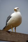 Yellow-legged Seagull Stock Photo