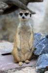 Meerkat Standing Alert And Watchful Stock Photo