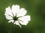 Beautiful Cosmos Flower Stock Photo