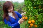 Gardener Girl Picking Fresh Orange Stock Photo