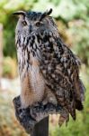 Benalmadena, Andalucia/spain - July 7 : Eurasian Eagle-owl (bubo Stock Photo