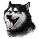 Siberian Husky Hand Drawn Stock Photo