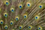 Peacock Bird Showing Off His Beautiful Feathers Stock Photo