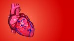 Human Heart Stock Photo