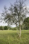 Tamarine Tree In Agricultural Garden Stock Photo