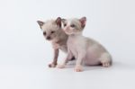 Cute Kitty Cat Playing On White Background Stock Photo