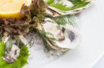 Fresh Oysters Stock Photo