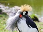 East African Crowned Crane Has Found Something In His Plumage Stock Photo