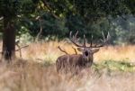 The Deer Of Richmond Park Stock Photo