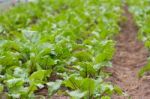 Beet Planting In The Organic Garden Greenhouse Stock Photo