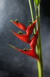 Heliconia Stricta Still Life Fog  Background Stock Photo