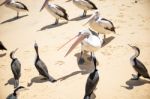 Birds Resting On The Beach Stock Photo