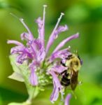 Isolated Image Of A Honeybee Sitting On Flowers Stock Photo