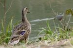 Female Mallard Stock Photo