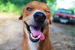 Playful Brown Dog Stock Photo