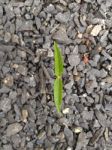 Vegetable Plant Grown In Stones Stock Photo