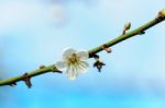 White Apricot Blossom With Blue Sky Stock Photo