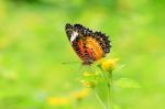 Colorful Butterfly And The Flower Stock Photo