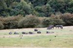 Blue Wildebeest Or Brindled Gnu (c. Taurinus) Stock Photo