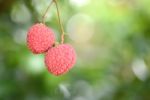 Fresh Lichi On Tree Stock Photo