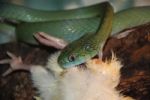 Cat-Eye Snake Feeding Stock Photo