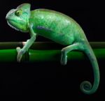 Chameleon Isolated Over Black Background Stock Photo