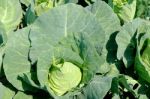 Pointed Cabbage Stock Photo