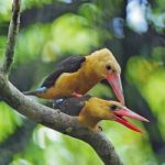 Brown-winged Kingfisher Stock Photo