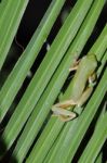 Tree Frog Stock Photo