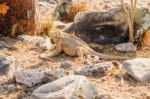 Galapagos Yellow Land Iguana Stock Photo