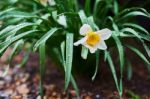 Narcis Flower Stock Photo