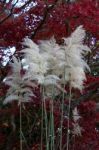 Pampas Grass Stock Photo