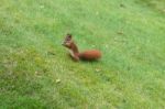 Squirrel Eating Nuts Stock Photo