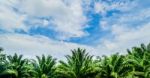 Oil Palm Under Cloudy Blue Sky Stock Photo