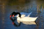 A Pair Of Black-necked Swans (cygnus Melancoryphus) Stock Photo