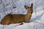 Beautiful Isolated Picture With The Cute Wild Deer Laying On The Snow Stock Photo