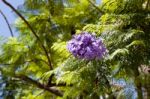 Jacaranda (jacaranda Mimosifolia) Stock Photo