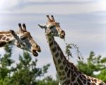 Beautiful Photo Of Two Cute Giraffes Eating Leaves Stock Photo