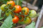 Plantation Of Tomatoes In The Organic Garden Stock Photo